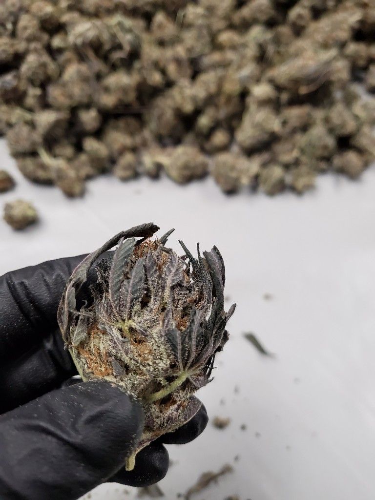 A dried cannabis flower still covered in sugar leaves, held before trimming