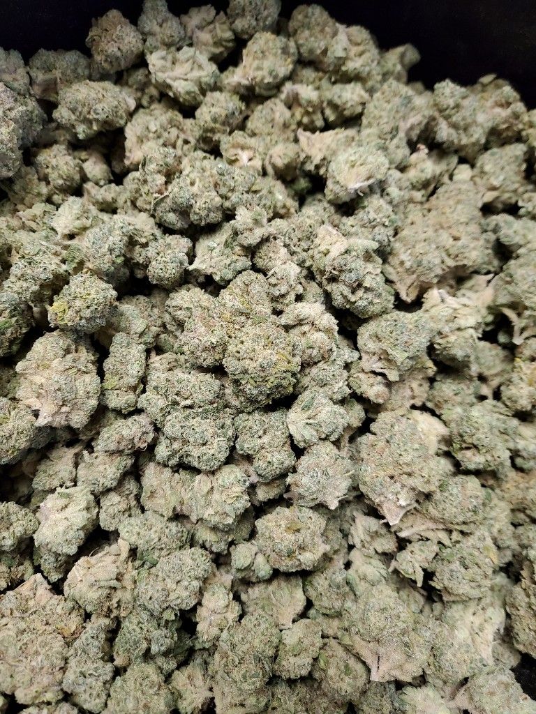 A bin packed with dried cannabis buds