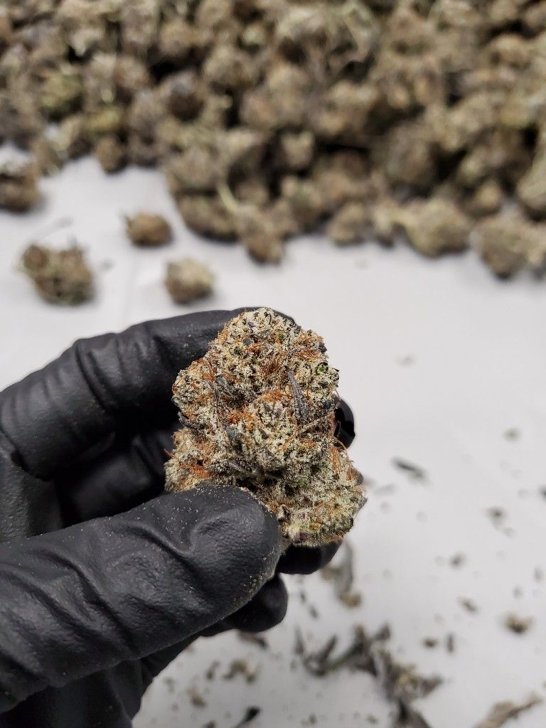 A gloved hand holding one dried cannabis bud, with a pile of dried flower behind it
