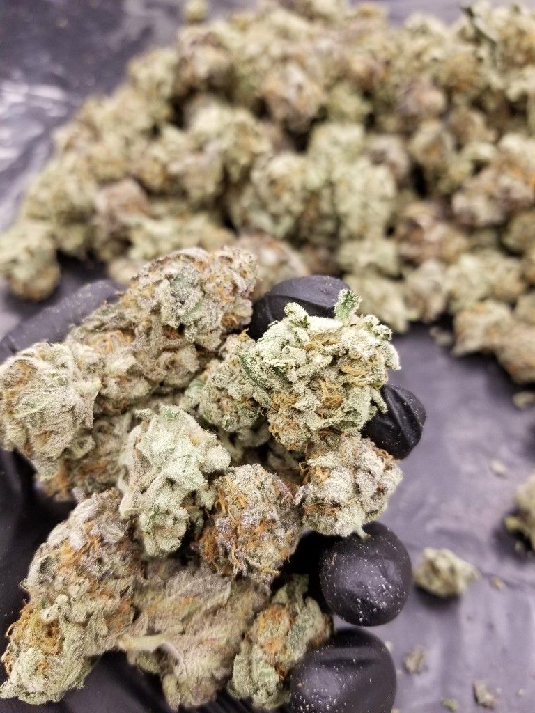 A gloved hand holding several trimmed cannabis buds over a larger pile