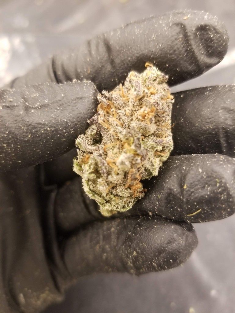 A trimmed purple cannabis bud held in a black glove