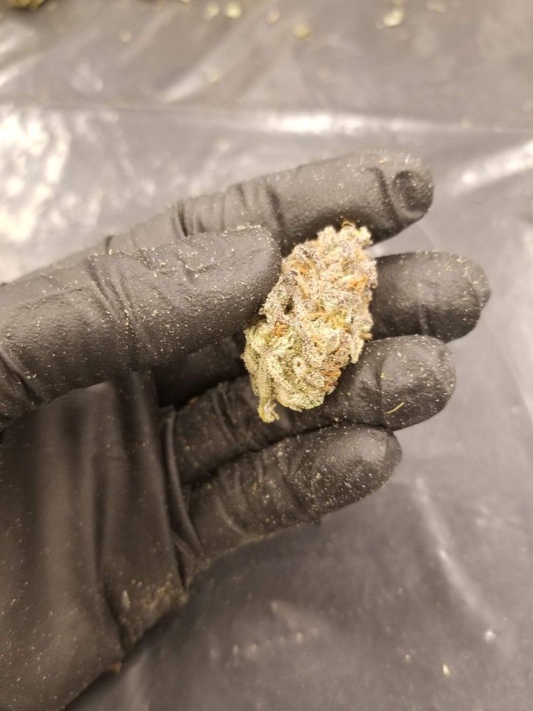 A single trimmed cannabis bud resting in a black glove