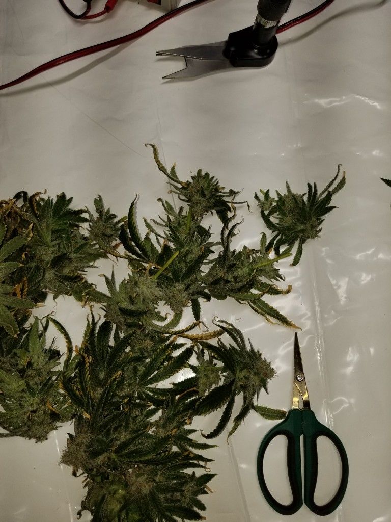 Cut cannabis branches and a pair of trimming scissors laid on a white table