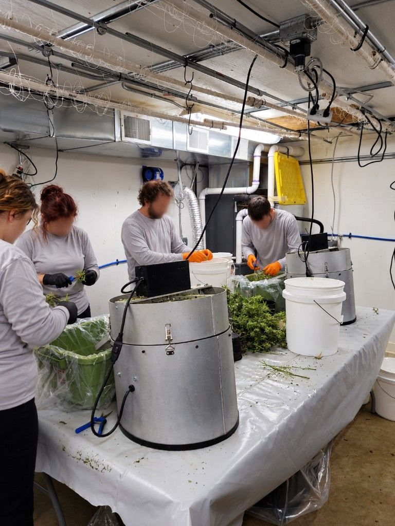A trimming crew in gray shirts working at metal bucking bins on a covered table