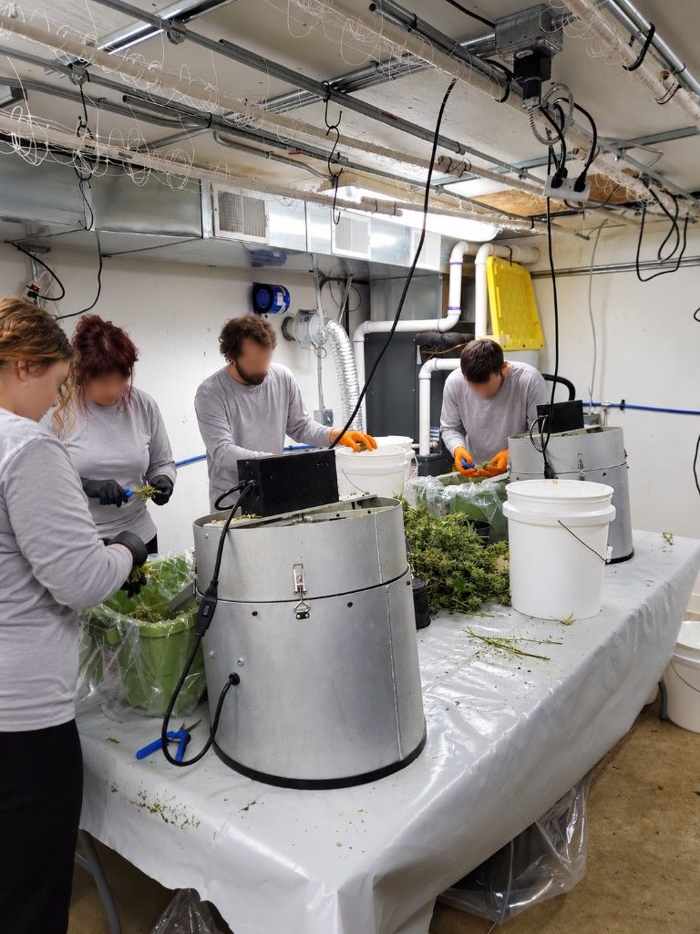 Trimmers working around two metal bucking machines and a pile of fresh cannabis