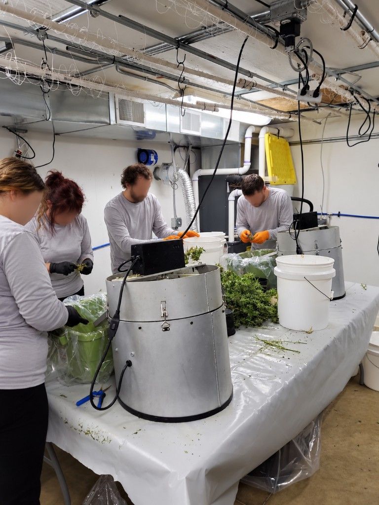 Four people trimming cannabis at a table with bucking bins, buckets, and a pile of flower