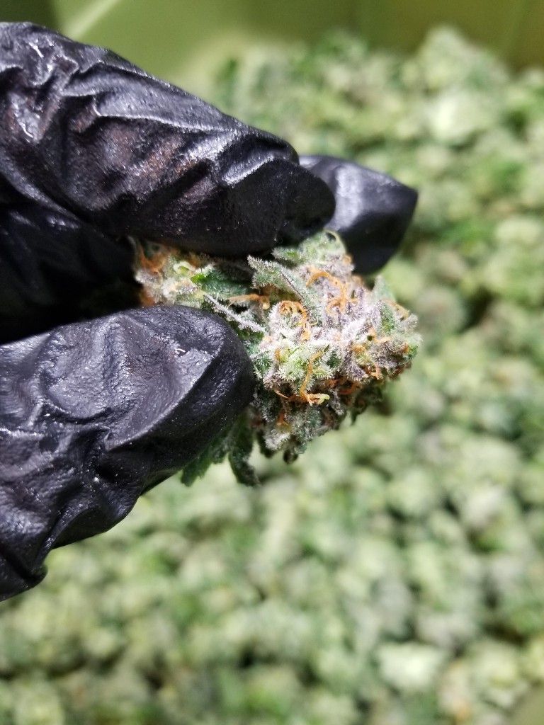 Close view of a freshly cut cannabis bud held in a black glove