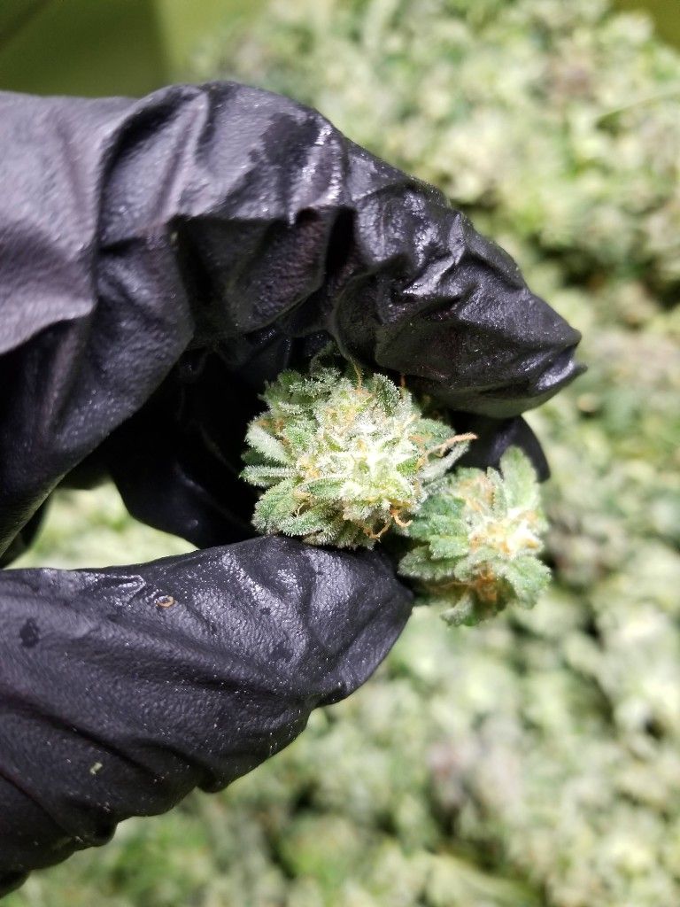A gloved hand holding a small frosty cannabis bud from a fresh harvest