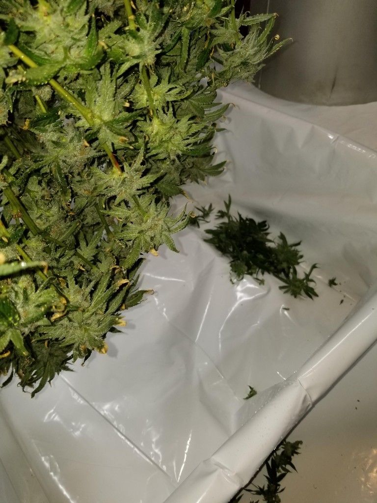 Freshly cut cannabis branches resting over a white trim bin