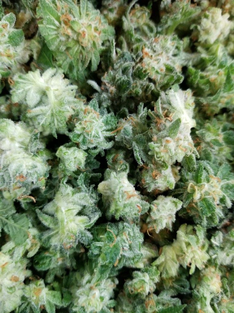 Close-up of frosty cannabis flowers with orange pistils