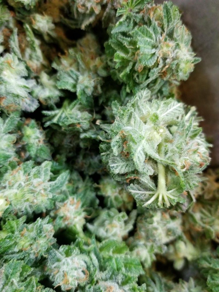 Close-up of a frosty cannabis cola and its stem