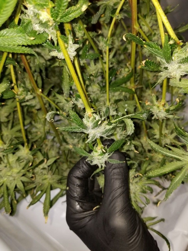 A gloved hand holding a freshly cut cannabis branch over a white bin