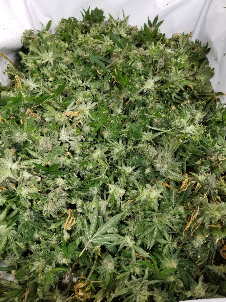 A white bin filled with leafy, untrimmed cannabis flower