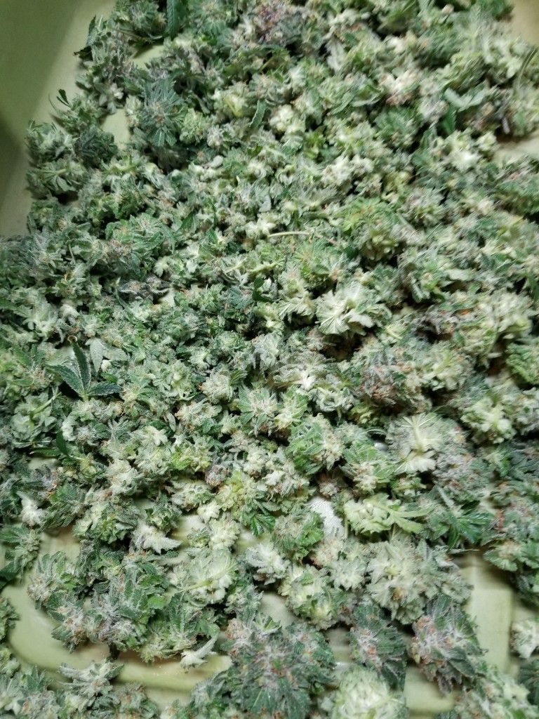 A green bin full of small freshly trimmed cannabis buds
