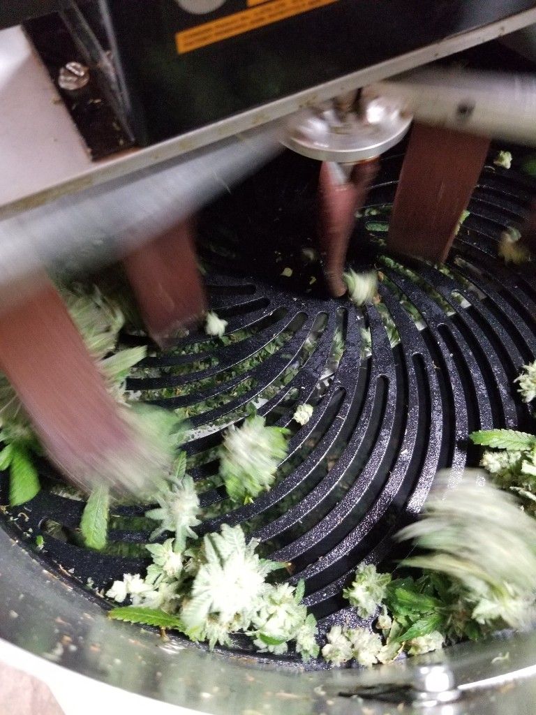 Inside a mechanical cannabis trimmer, with blades moving over a grated drum of fresh flower
