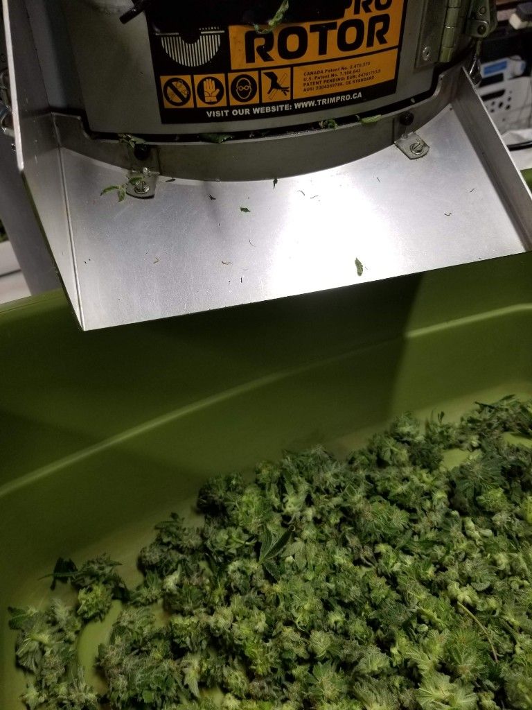 Trimmed cannabis buds collected under the chute of a mechanical trimmer
